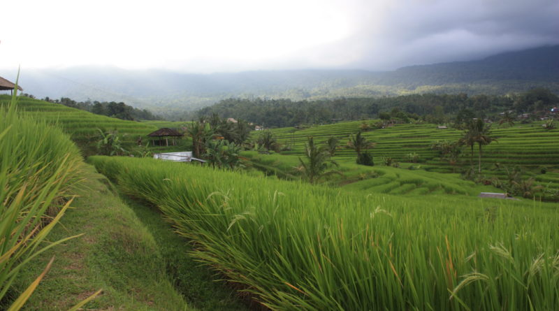 Rýžová pole 2