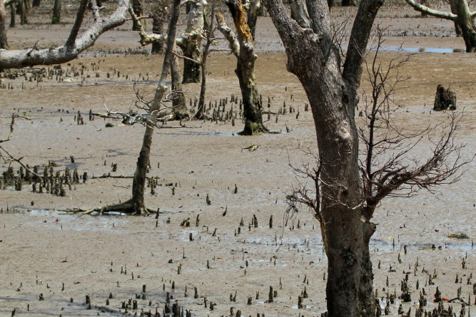 Mangrovové porosty NP Bako pravidelně zaplavuje příliv. Za odlivu je písek protkán stopami krabů a lezců