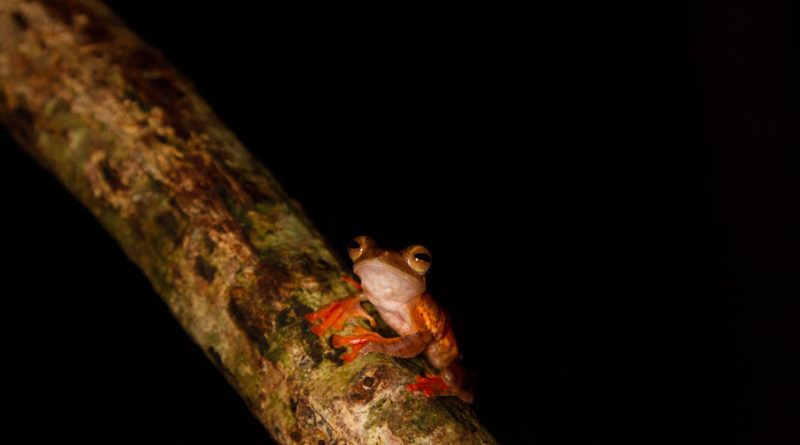 Po setmění se noční džunglí rozléhají hlasy žab. NP Kubah je domovem zhruba 60 druhů