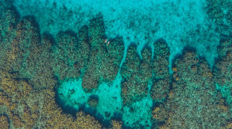 Mesoamerican Barrier Reef - druhý největší korálový útes světa, skvělé místo na potápění